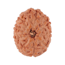 Load image into Gallery viewer, 9 Mukhi Rudraksha from Indonesia - Bead No. 89