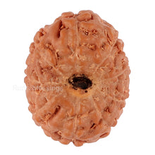 Load image into Gallery viewer, 9 Mukhi Rudraksha from Indonesia - Bead No. 89
