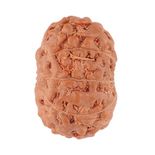 Load image into Gallery viewer, 9 Mukhi Rudraksha from Indonesia - Bead No. 89