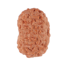 Load image into Gallery viewer, 9 Mukhi Rudraksha from Indonesia - Bead No. 89