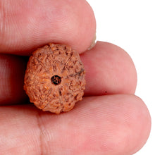 Load image into Gallery viewer, 9 Mukhi Rudraksha from Indonesia - Bead No. 93