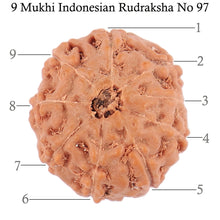 Load image into Gallery viewer, 9 Mukhi Rudraksha from Indonesia - Bead No. 97