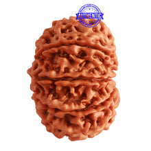Load image into Gallery viewer, 9 Mukhi Nepalese Rudraksha - Bead No. 312