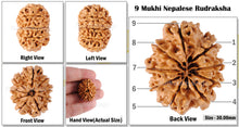 Load image into Gallery viewer, 9 Mukhi Nepalese Rudraksha - Bead No. 50