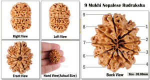 9 Mukhi Nepalese Rudraksha - Bead No. 50