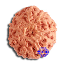 Load image into Gallery viewer, 9 Mukhi Rudraksha from Indonesia - Bead No. 104