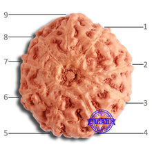 Load image into Gallery viewer, 9 Mukhi Rudraksha from Indonesia - Bead No. 104