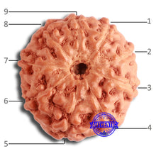 Load image into Gallery viewer, 9 Mukhi Rudraksha from Indonesia - Bead No. 112