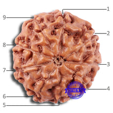 Load image into Gallery viewer, 9 Mukhi Rudraksha from Indonesia - Bead No. 12
