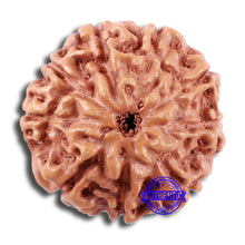 Load image into Gallery viewer, 9 Mukhi Rudraksha from Indonesia - Bead No. 14