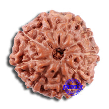Load image into Gallery viewer, 9 Mukhi Rudraksha from Indonesia - Bead No. 17