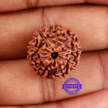 Load image into Gallery viewer, 9 Mukhi Rudraksha from Indonesia - Bead No. 18