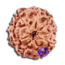 Load image into Gallery viewer, 9 Mukhi Rudraksha from Indonesia - Bead No. 19