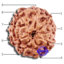Load image into Gallery viewer, 9 Mukhi Rudraksha from Indonesia - Bead No. 19