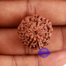 Load image into Gallery viewer, 9 Mukhi Rudraksha from Indonesia - Bead No. 1