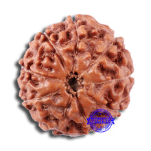 Load image into Gallery viewer, 9 Mukhi Rudraksha from Indonesia - Bead No. 20