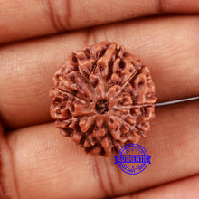 Load image into Gallery viewer, 9 Mukhi Rudraksha from Indonesia - Bead No. 20