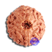 Load image into Gallery viewer, 9 Mukhi Rudraksha from Indonesia - Bead No. 211