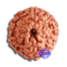 Load image into Gallery viewer, 9 Mukhi Rudraksha from Indonesia - Bead No. 211