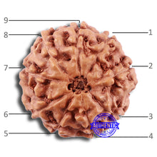 Load image into Gallery viewer, 9 Mukhi Rudraksha from Indonesia - Bead No. 222