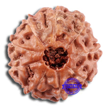 Load image into Gallery viewer, 9 Mukhi Rudraksha from Indonesia - Bead No. 224