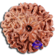 Load image into Gallery viewer, 9 Mukhi Rudraksha from Indonesia - Bead No. 224