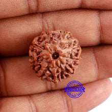 Load image into Gallery viewer, 9 Mukhi Rudraksha from Indonesia - Bead No. 224