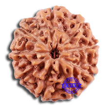 Load image into Gallery viewer, 9 Mukhi Rudraksha from Indonesia - Bead No. 225