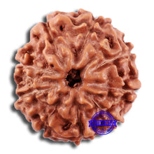 Load image into Gallery viewer, 9 Mukhi Rudraksha from Indonesia - Bead No. 226