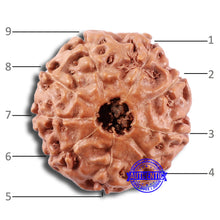 Load image into Gallery viewer, 9 Mukhi Rudraksha from Indonesia - Bead No. 228