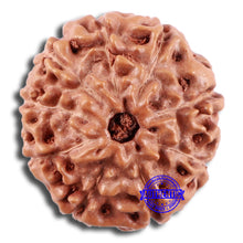 Load image into Gallery viewer, 9 Mukhi Rudraksha from Indonesia - Bead No. 229