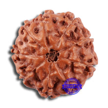 Load image into Gallery viewer, 9 Mukhi Rudraksha from Indonesia - Bead No. 22
