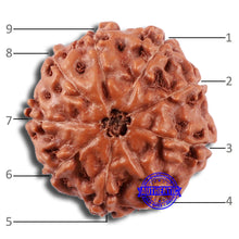 Load image into Gallery viewer, 9 Mukhi Rudraksha from Indonesia - Bead No. 22
