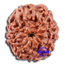 Load image into Gallery viewer, 9 Mukhi Rudraksha from Indonesia - Bead No. 230