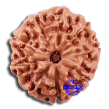 Load image into Gallery viewer, 9 Mukhi Rudraksha from Indonesia - Bead No. 232
