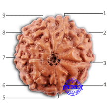 Load image into Gallery viewer, 9 Mukhi Rudraksha from Indonesia - Bead No. 233
