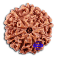 Load image into Gallery viewer, 9 Mukhi Rudraksha from Indonesia - Bead No. 233