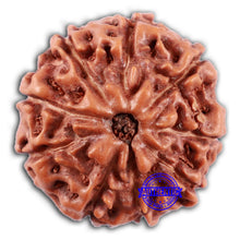 Load image into Gallery viewer, 9 Mukhi Rudraksha from Indonesia - Bead No. 234