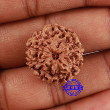 Load image into Gallery viewer, 9 Mukhi Rudraksha from Indonesia - Bead No. 23