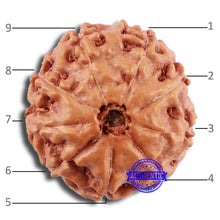 Load image into Gallery viewer, 9 Mukhi Rudraksha from Indonesia - Bead No. 24