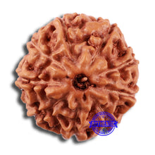 Load image into Gallery viewer, 9 Mukhi Rudraksha from Indonesia - Bead No. 24