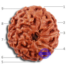 Load image into Gallery viewer, 9 Mukhi Rudraksha from Indonesia - Bead No. 25