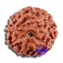 Load image into Gallery viewer, 9 Mukhi Rudraksha from Indonesia - Bead No. 26