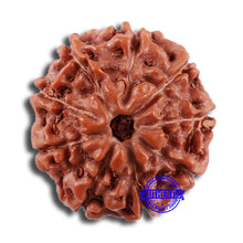 Load image into Gallery viewer, 9 Mukhi Rudraksha from Indonesia - Bead No. 27