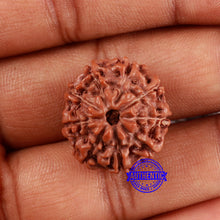 Load image into Gallery viewer, 9 Mukhi Rudraksha from Indonesia - Bead No. 27