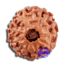 Load image into Gallery viewer, 9 Mukhi Rudraksha from Indonesia - Bead No. 28