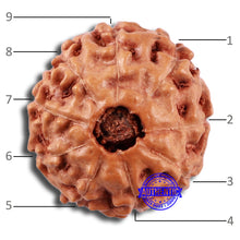 Load image into Gallery viewer, 9 Mukhi Rudraksha from Indonesia - Bead No. 28