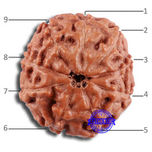 Load image into Gallery viewer, 9 Mukhi Rudraksha from Indonesia - Bead No. 29