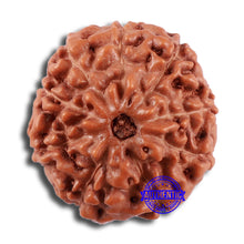 Load image into Gallery viewer, 9 Mukhi Rudraksha from Indonesia - Bead No. 29