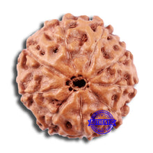 Load image into Gallery viewer, 9 Mukhi Rudraksha from Indonesia - Bead No. 2